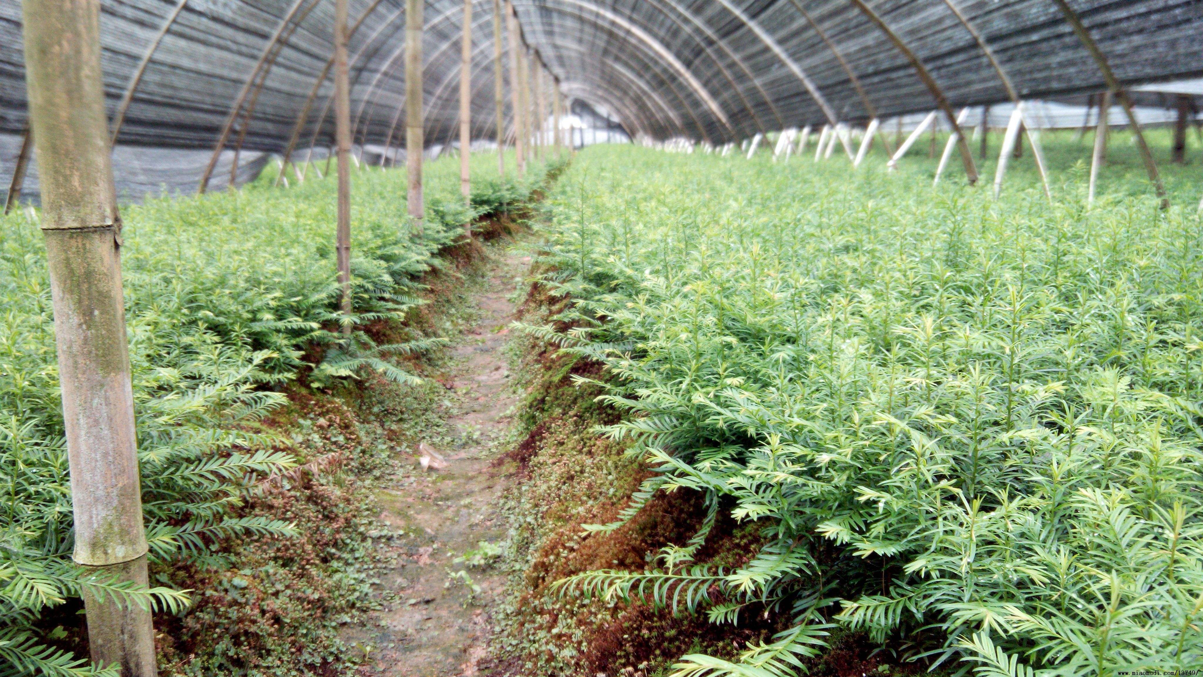 红豆杉暴跌,红豆杉滞销血本无归