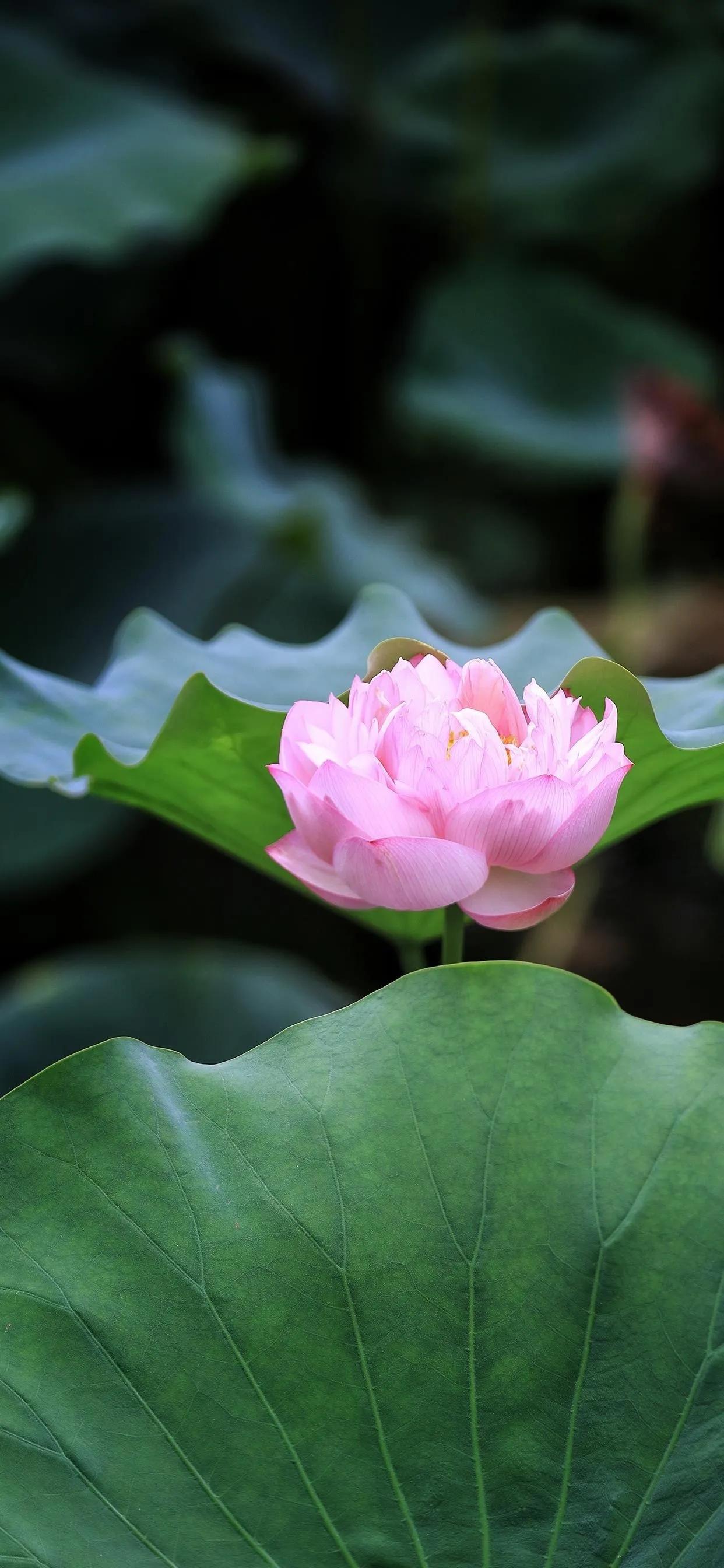荷花荷叶壁纸图片大全,荷叶手机壁纸高清图片