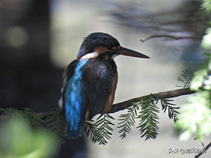 尼康p950拍产品怎么样,拍鸟一定要买大炮筒吗