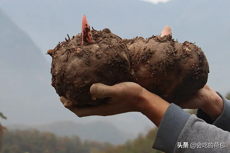 吃货的救星3种食物让你越吃越瘦,十大越吃越肥的食物