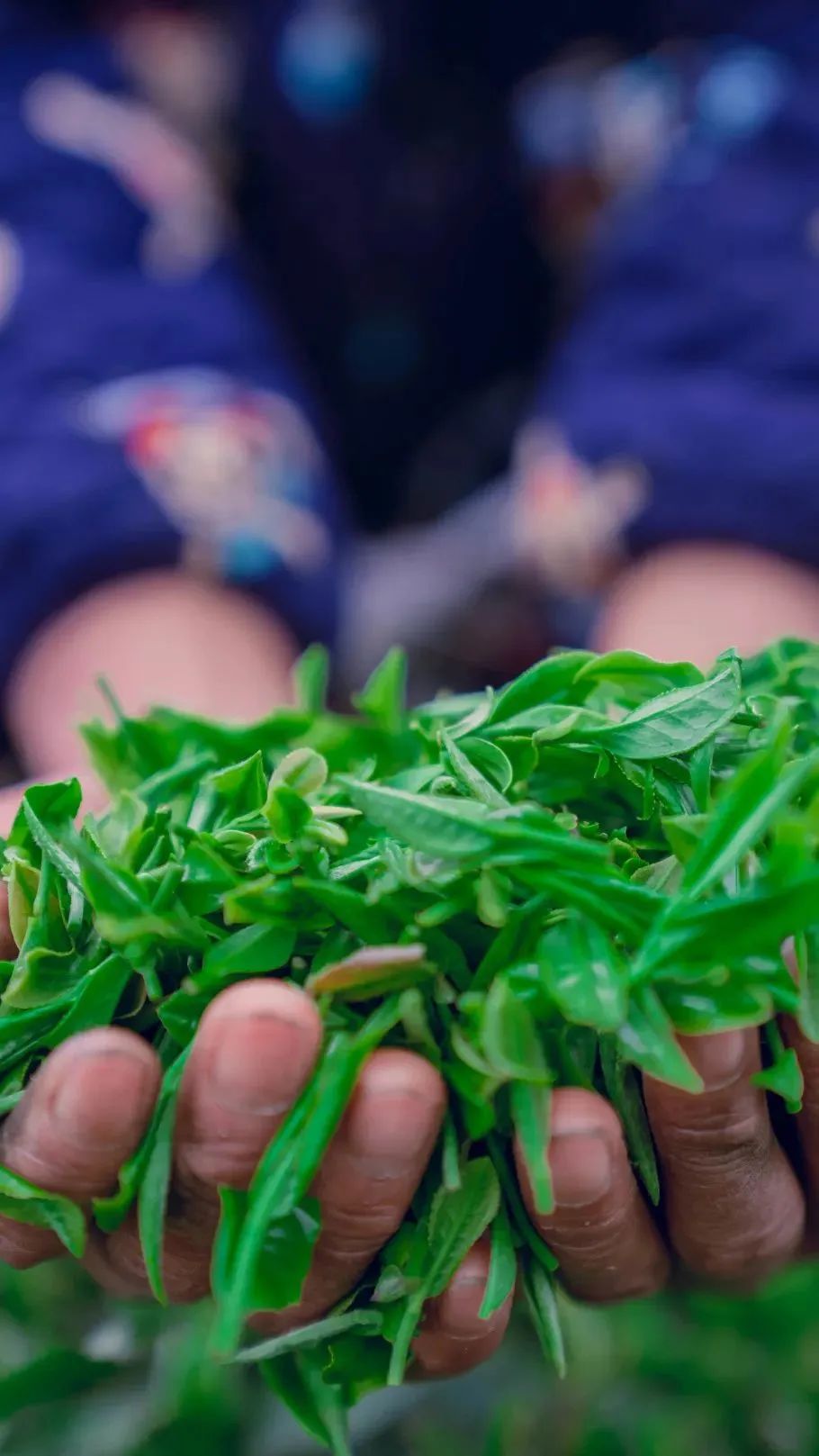 湖北茶的特点,楚国茶文化