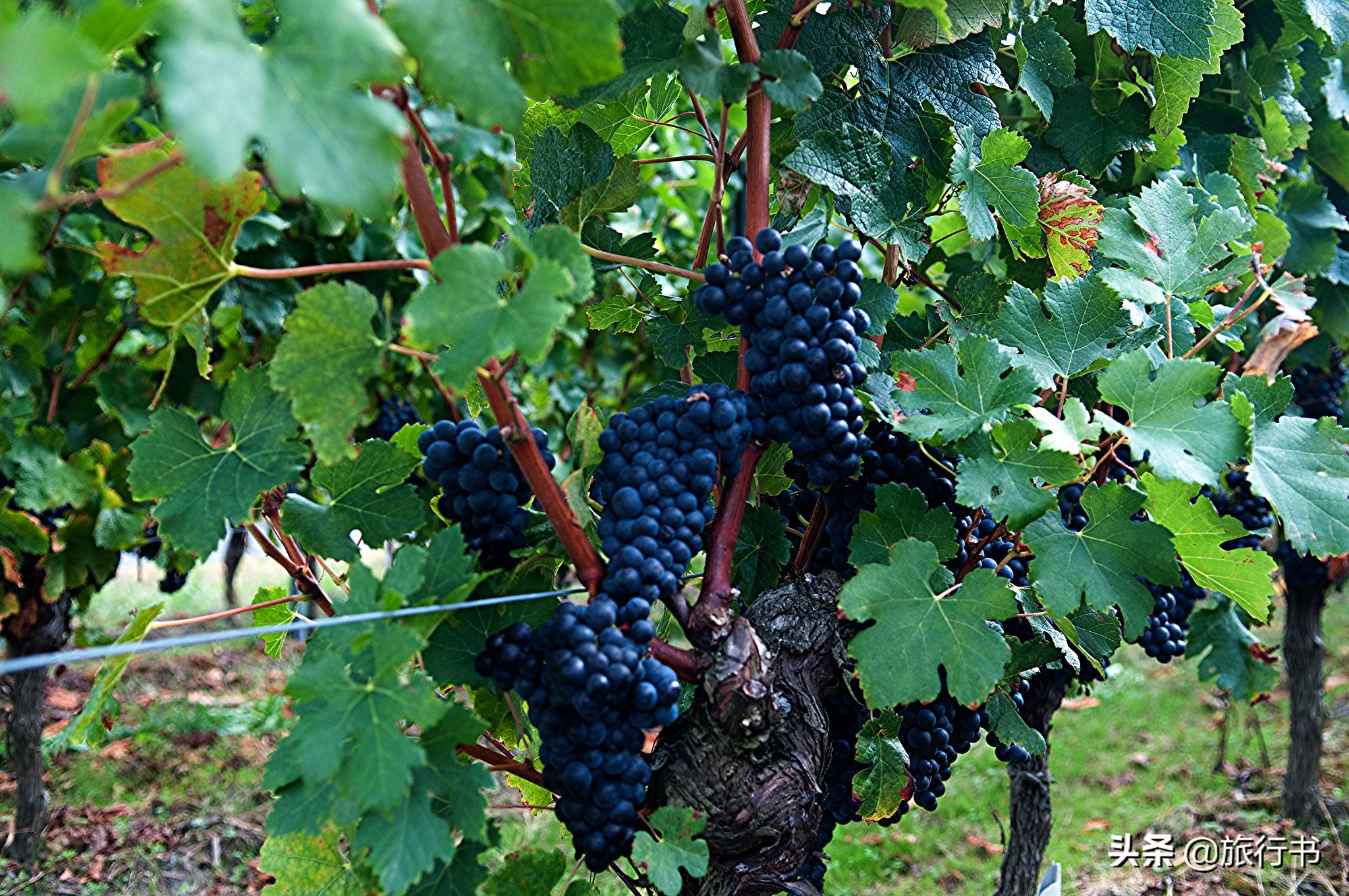 智利葡萄酒和法国葡萄酒哪个好些 (智利葡萄酒和中国葡萄酒口感对比)