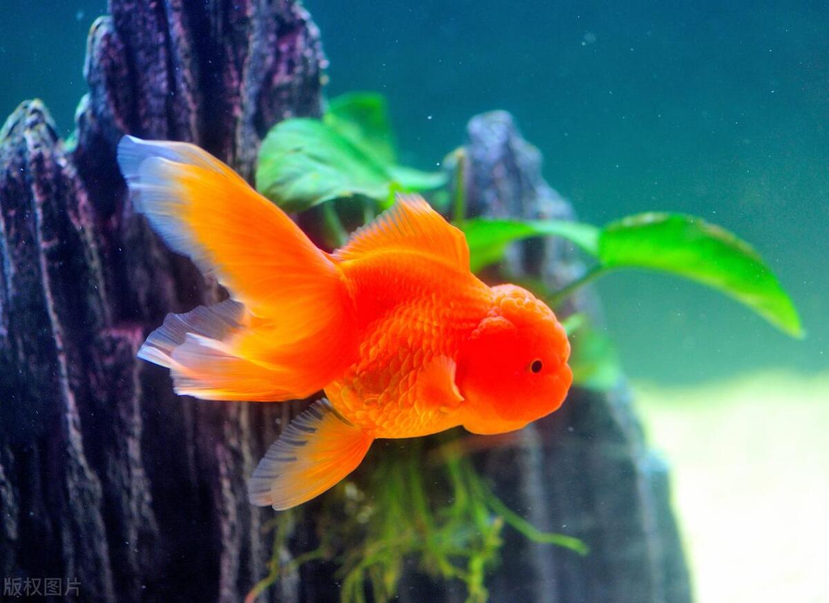 金鱼喂食水蚤优缺点,金鱼几天不喂食会死