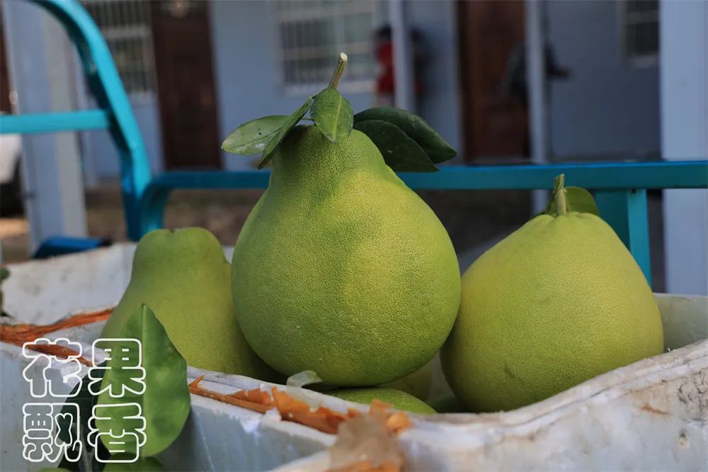 养殖十大暴利品种,暴利种植品种