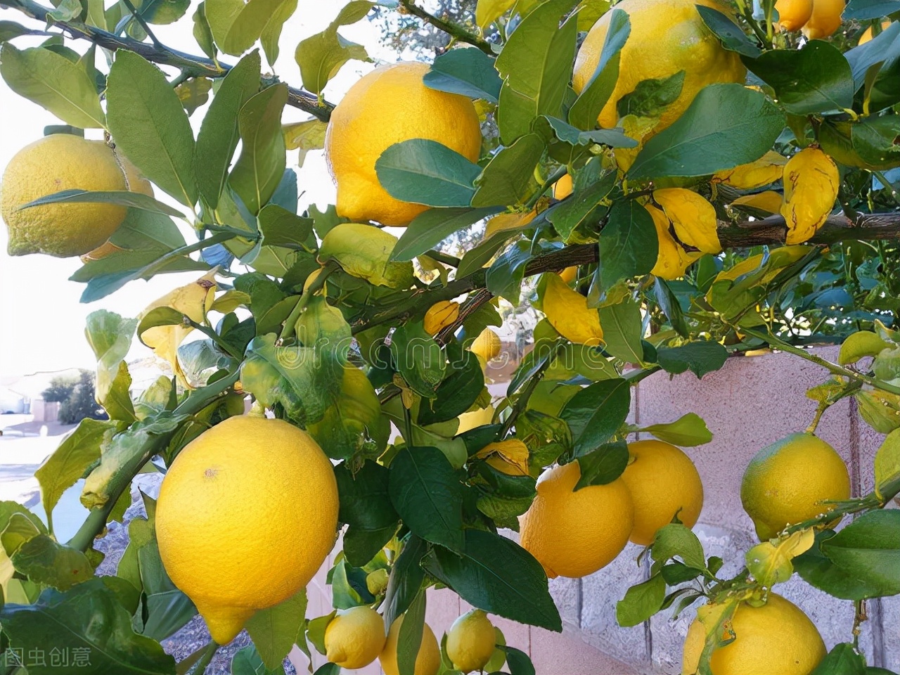 什么树自带香味好养,适合庭院种植的带香味的树