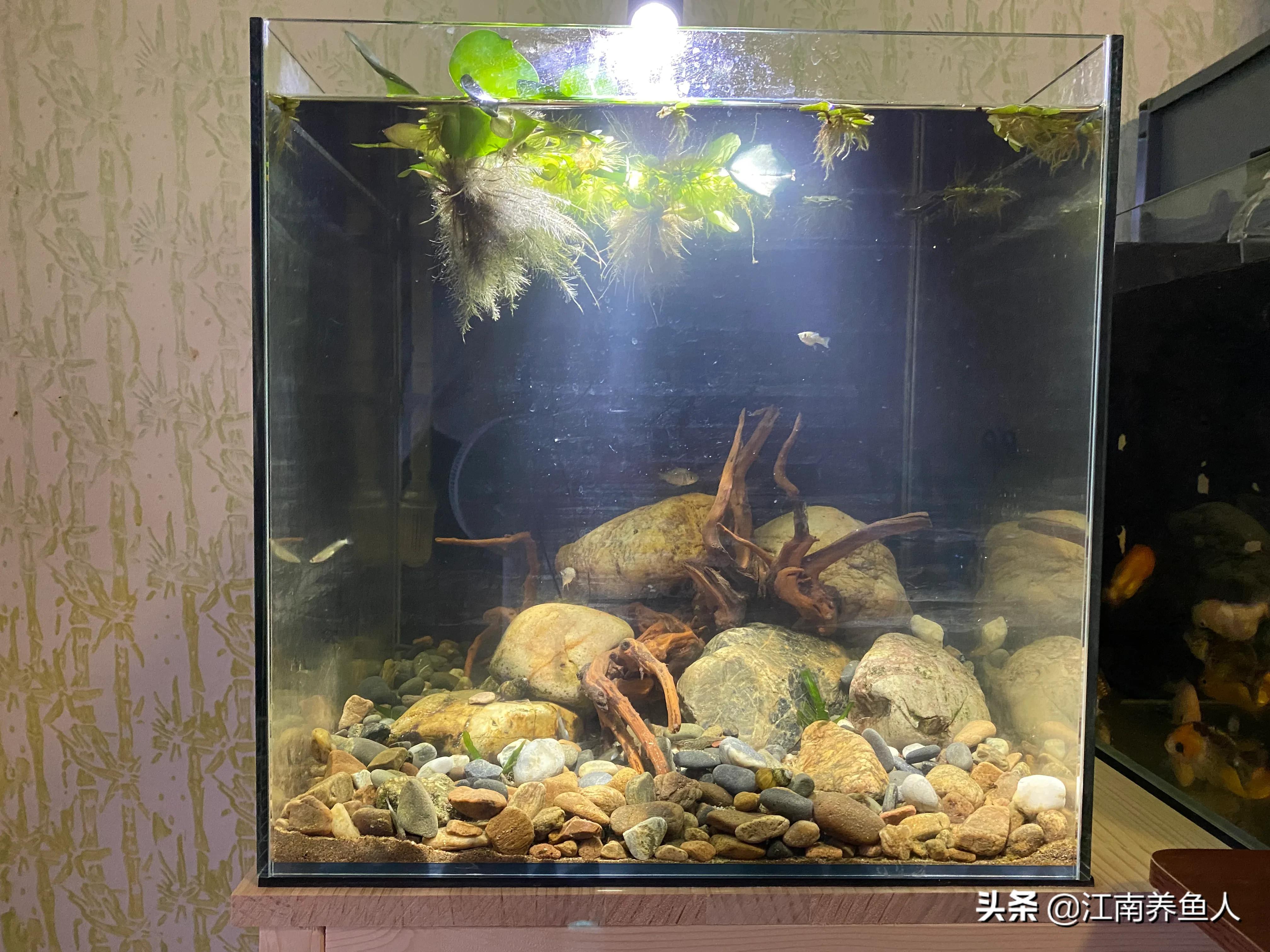 原生缸虾虎鱼怎么装过滤,原生态虾虎缸如何开缸养水