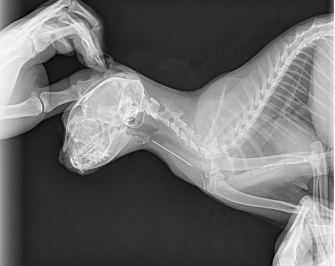 猫咪呕吐拉稀怎么办？五招教你搞定它