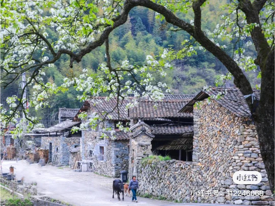 青田用欧元买菜,这座城市遍地都是豪车
