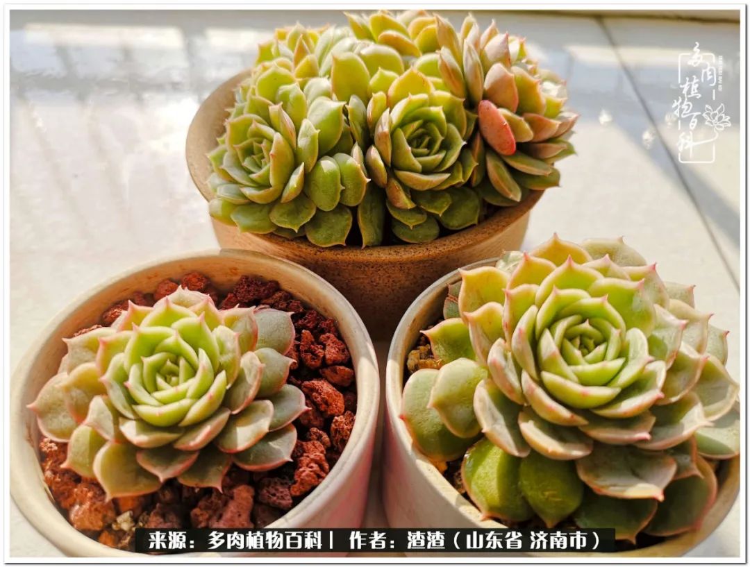 一个并不优秀的90后,何以解忧唯有多肉下一句