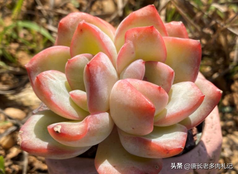 10种圆滚滚的多肉,10种漂亮多肉植物