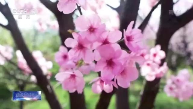 2020年春分节气前后农事指南,农事节气视频大全