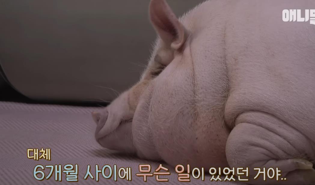 韩国女孩养迷你猪秒变大胖猪,如今带它们刻苦运动节食减肥