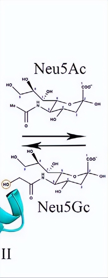 唾液酸与杜克雷嗜血杆菌周质结合蛋白之间相互作用的分子特征