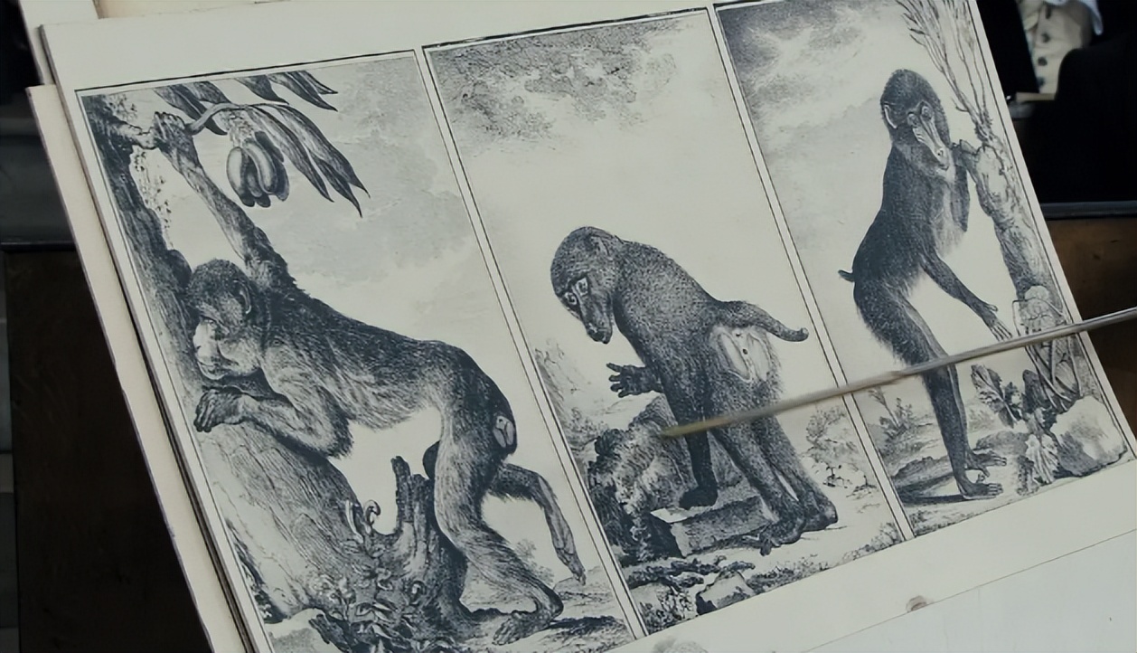 南非女孩巴特曼:因巨臀被白人骗到欧洲做展览,死后200年间成标本