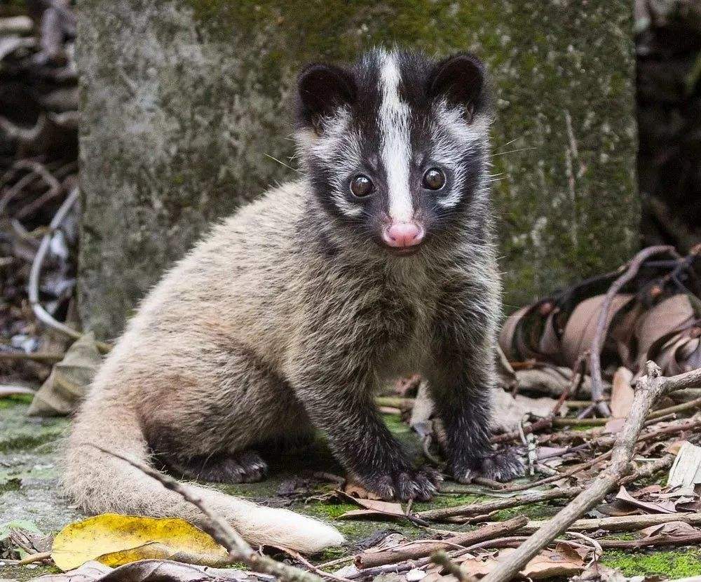 深圳出现“小灵猫”，全身灰黑色斑纹像老鼠，最爱钻进古墓去住？