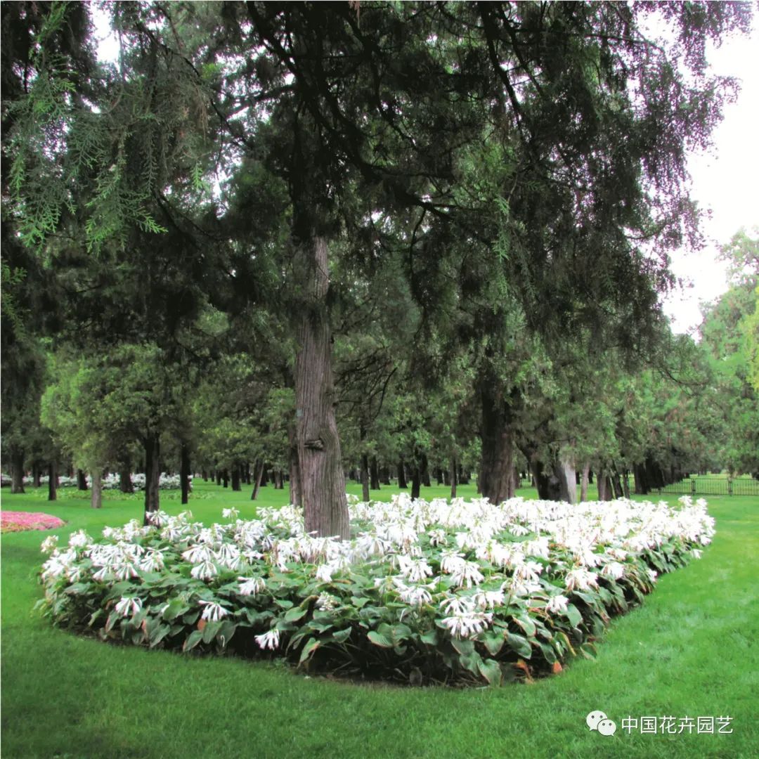 玉簪种植园艺造型,玉簪如何种植