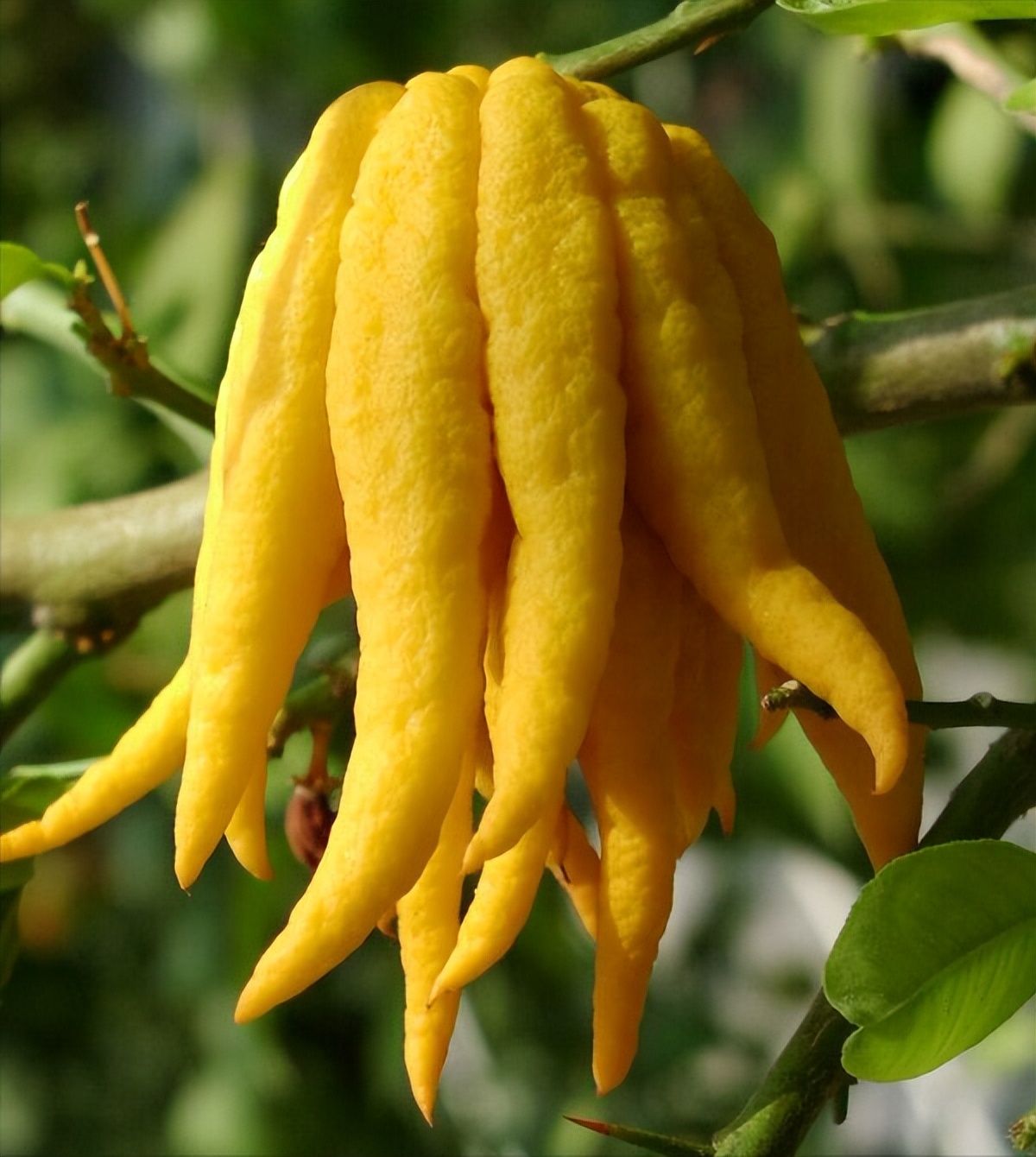 中医分享一味抗癌中药,每日一味抗癌中药