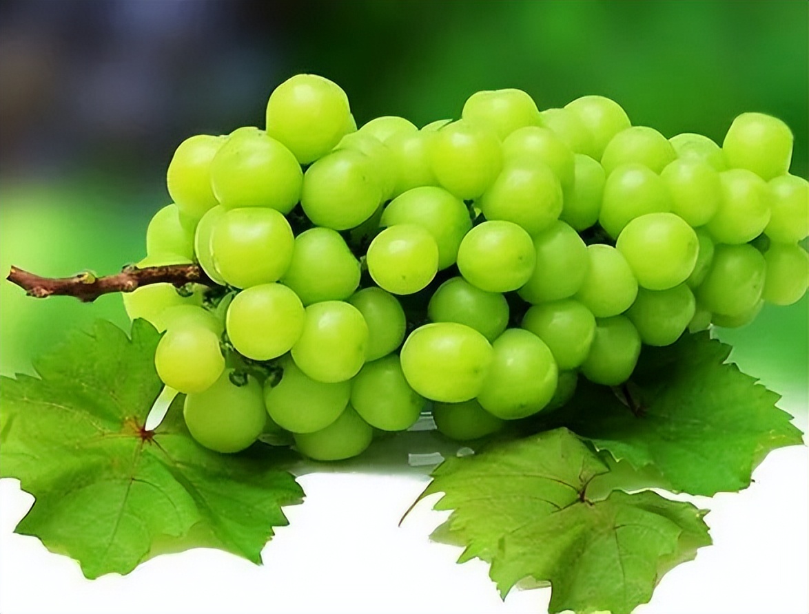 日本阳光玫瑰葡萄2000一斤,日本阳光玫瑰葡萄多少钱一斤