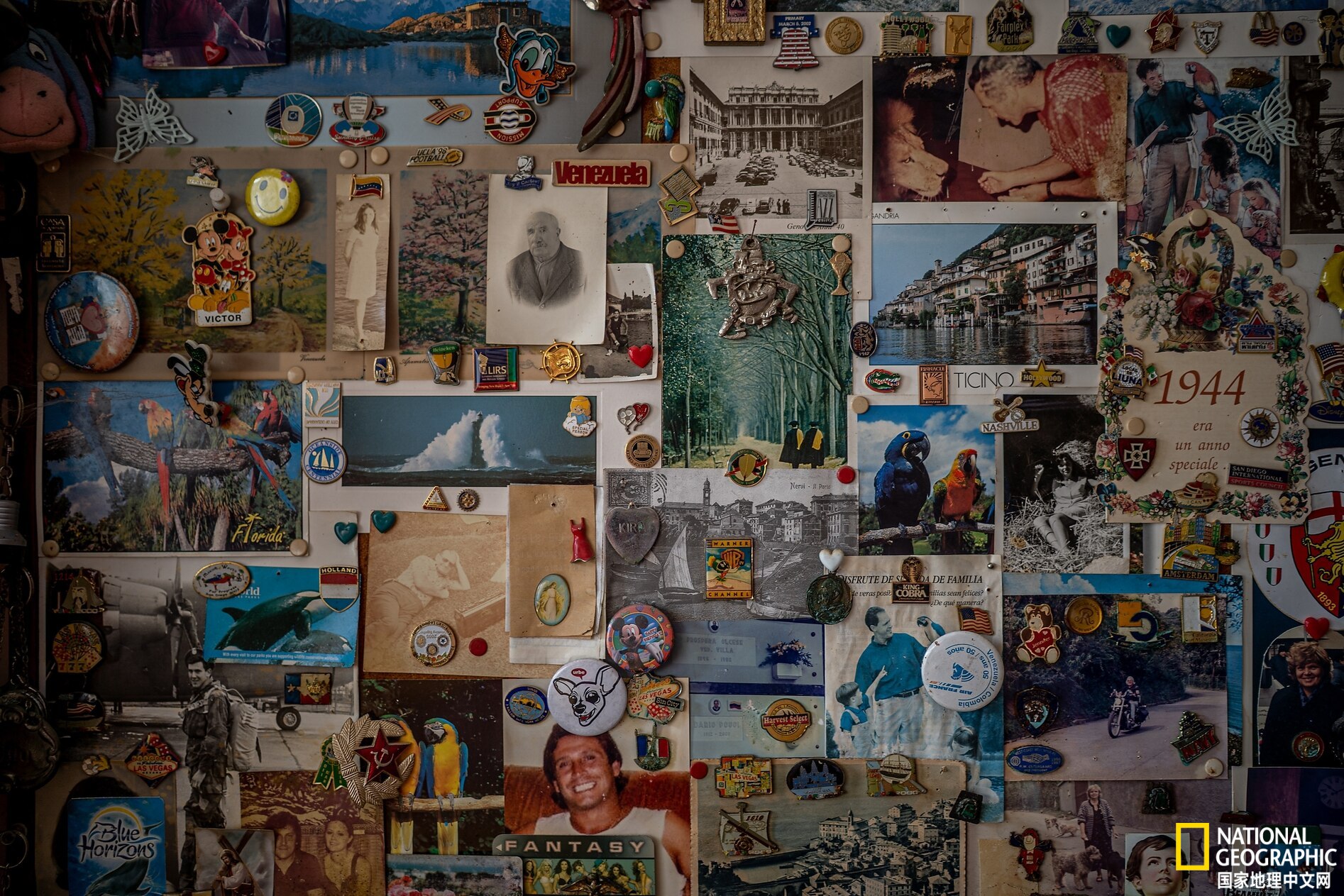 委内瑞拉首都的鹦鹉都是“散养”的