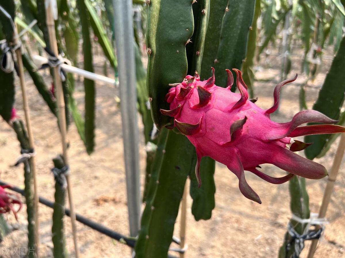 火龙果的种植条件和管理技术,火龙果的种植方法及注意事项