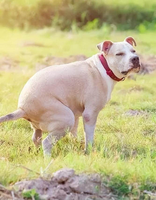 狗狗便便很臭全是血水,狗狗拉绿色便便很臭