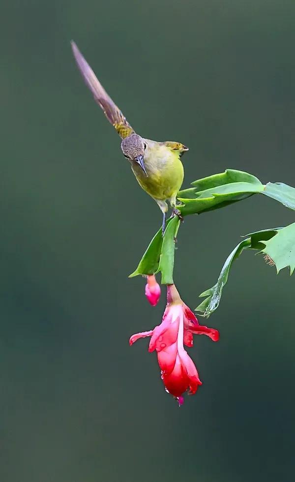 太阳鸟花的图片,太阳鸟精彩图片