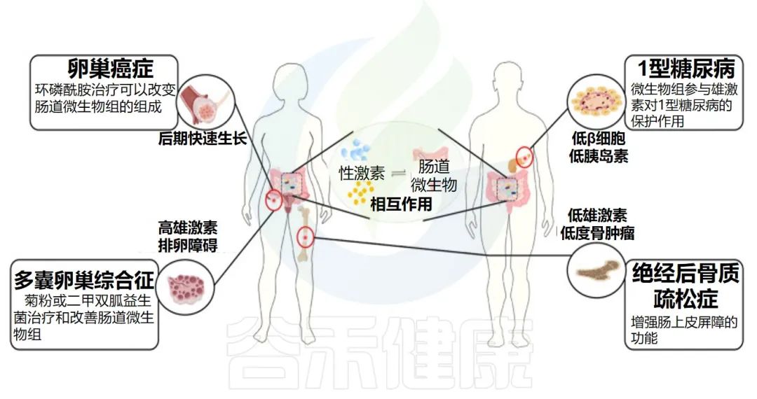 肠道菌群、性激素与疾病：探索它们的交互作用