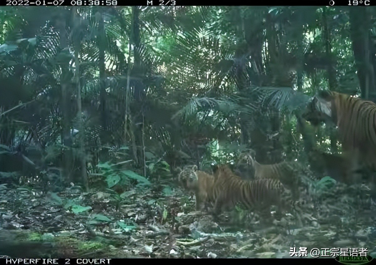全球老虎数量增加,全球虎还剩多少