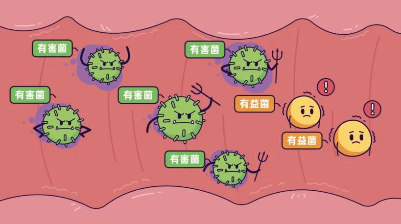 呵护肠胃专用肠道益生菌,益生元肠道守护卫士
