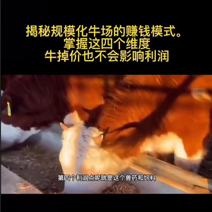 揭秘规模化牛场的赚钱模式,正规化牛场怎么建设牛知识讲解