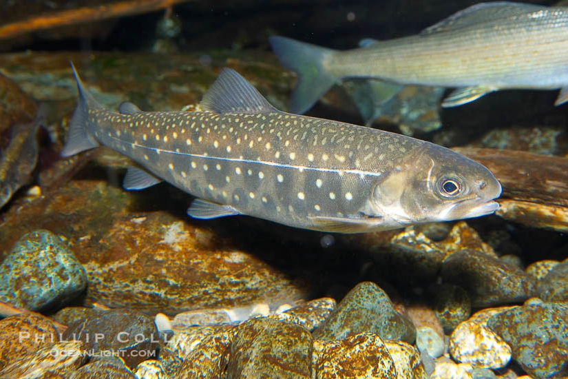 黑龙江三花五罗十八子图片,黑龙江名鱼三花五罗
