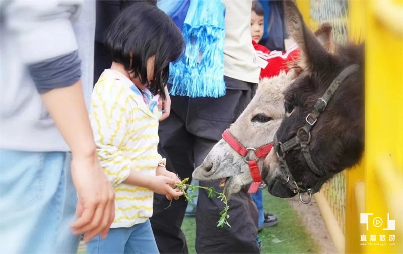 黄花沟旅游攻略10月份吃什么,黄花沟旅游攻略