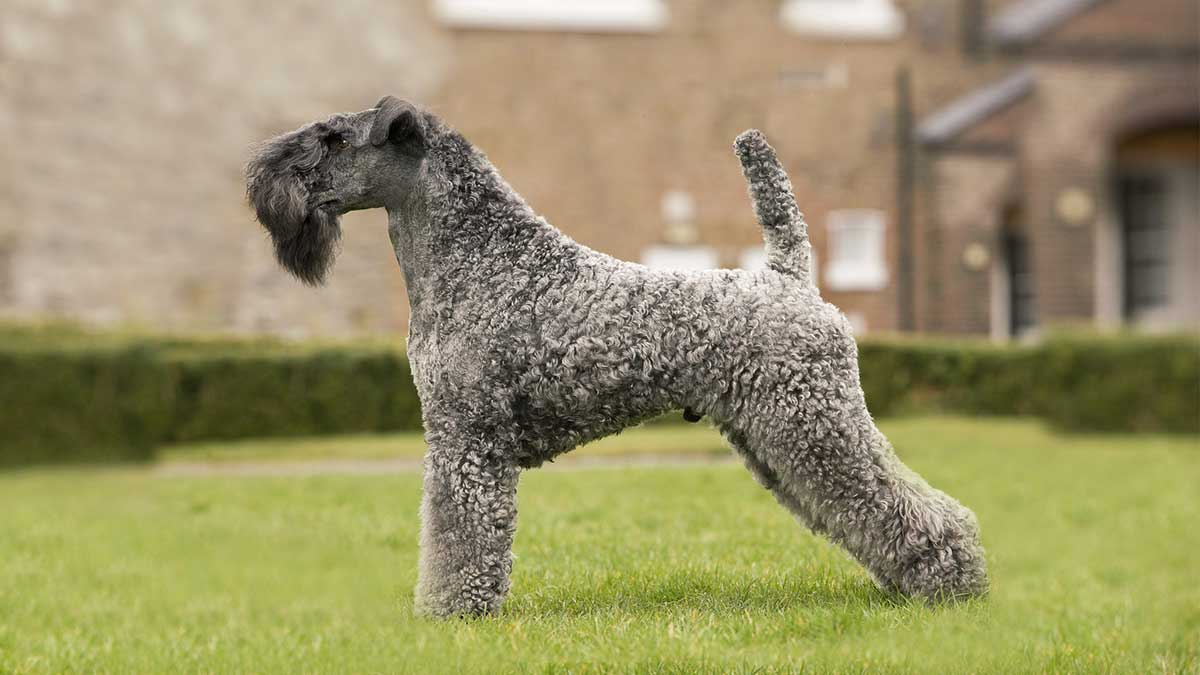 宠物狗最贵最受欢迎的犬叫什么,狗狗排行榜世界十大名犬