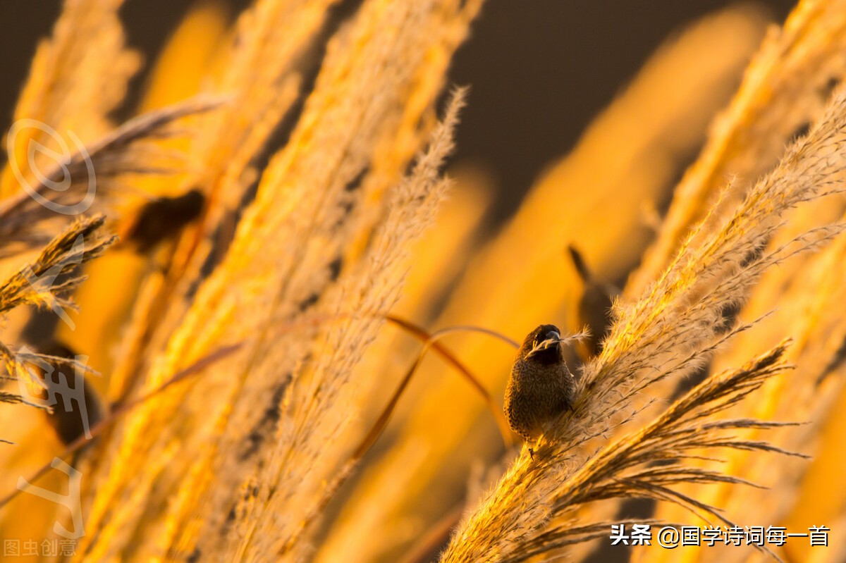 飞花令1000首必背诗词,飞花令古诗词1000句