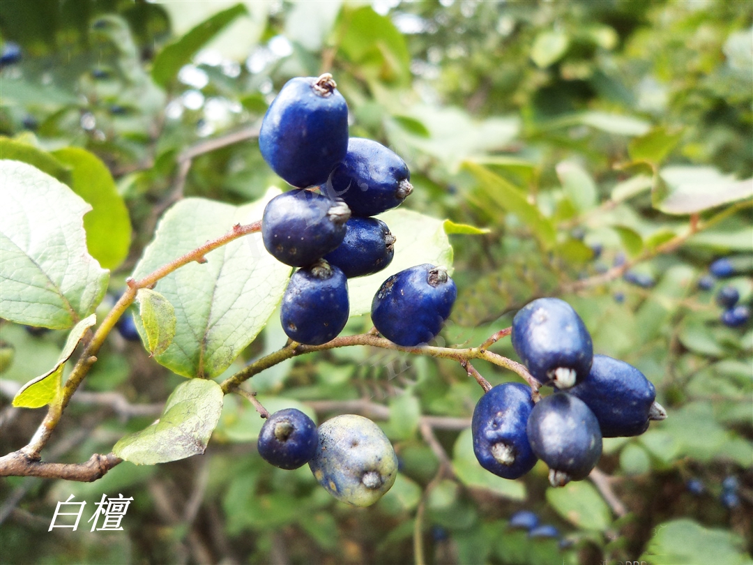 诗经中的伐檀,诗经伐檀是指哪里