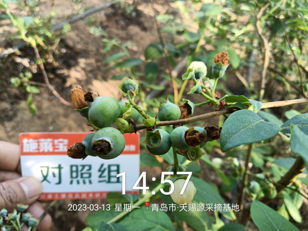 蓝莓大果哪个品种早熟,蓝莓大果新品种