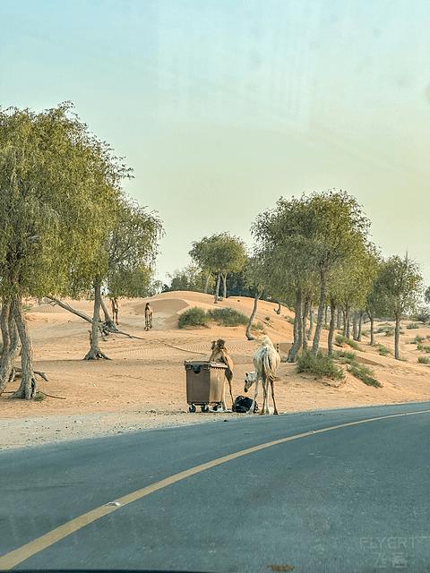 阿联酋丽思卡尔顿,阿联酋野奢帐篷