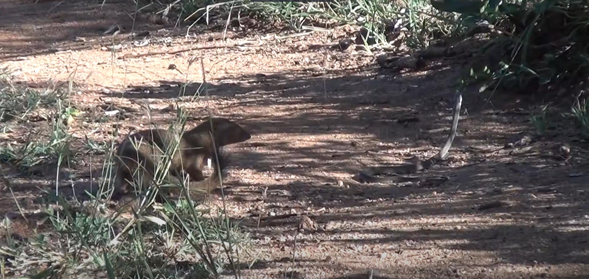 獴和毒蛇同归于尽,獴和毒蛇大战