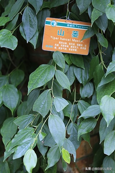 胡椒科植物,胡椒科常见植物有哪些