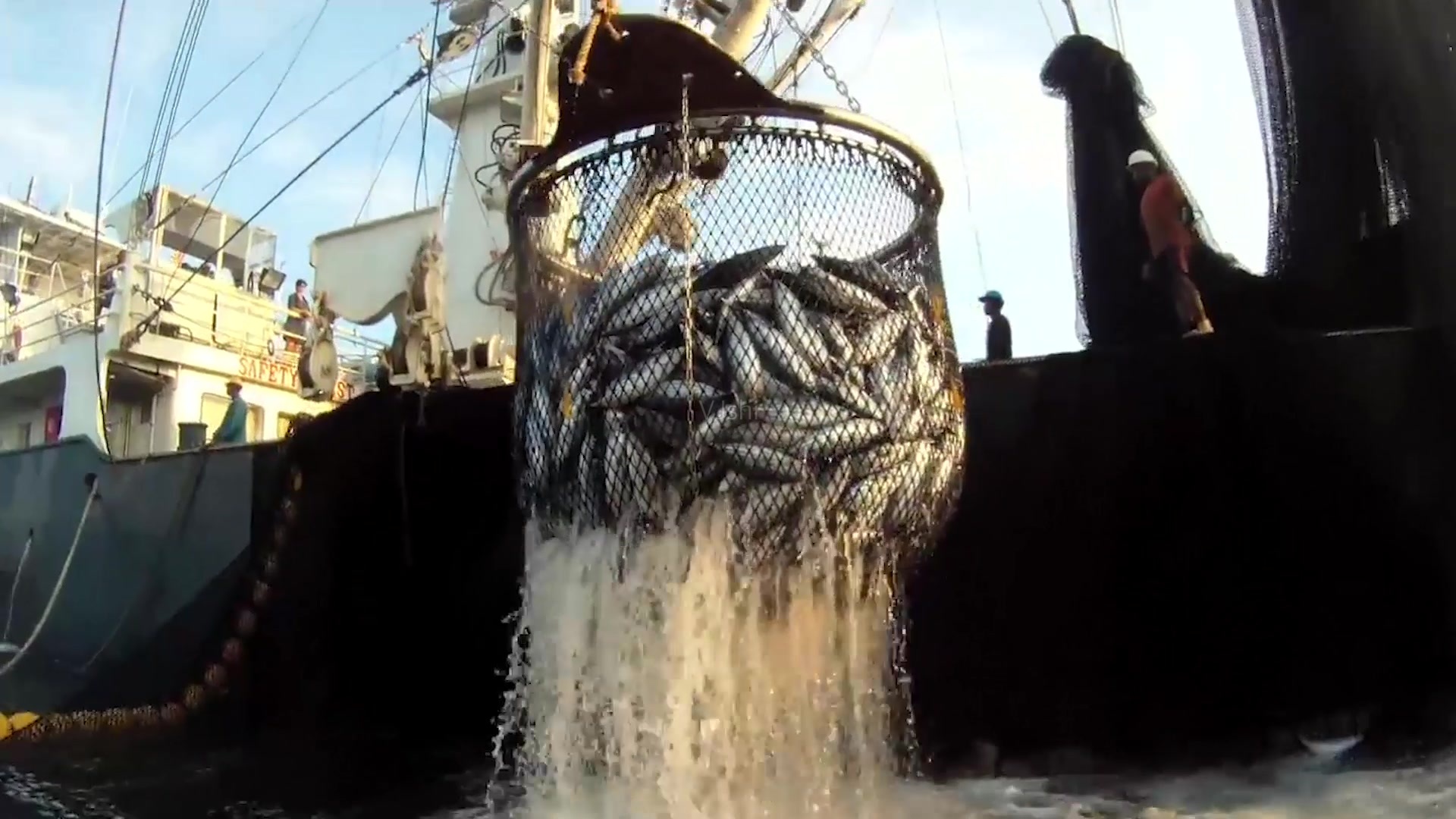 韩国的救命鱼明太鱼,明太鱼在韩国有多受欢迎