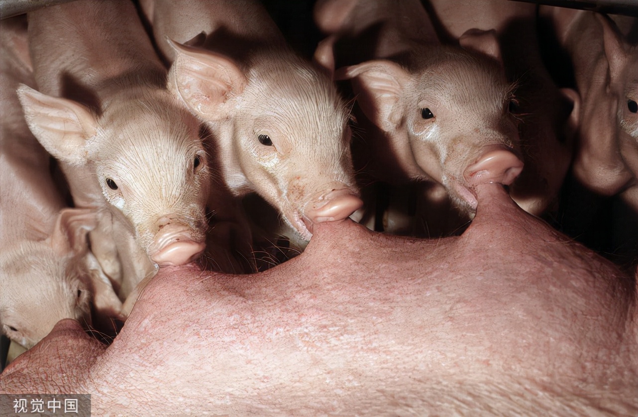 母猪保健与母猪净化的区别,母猪最佳药物保健方案