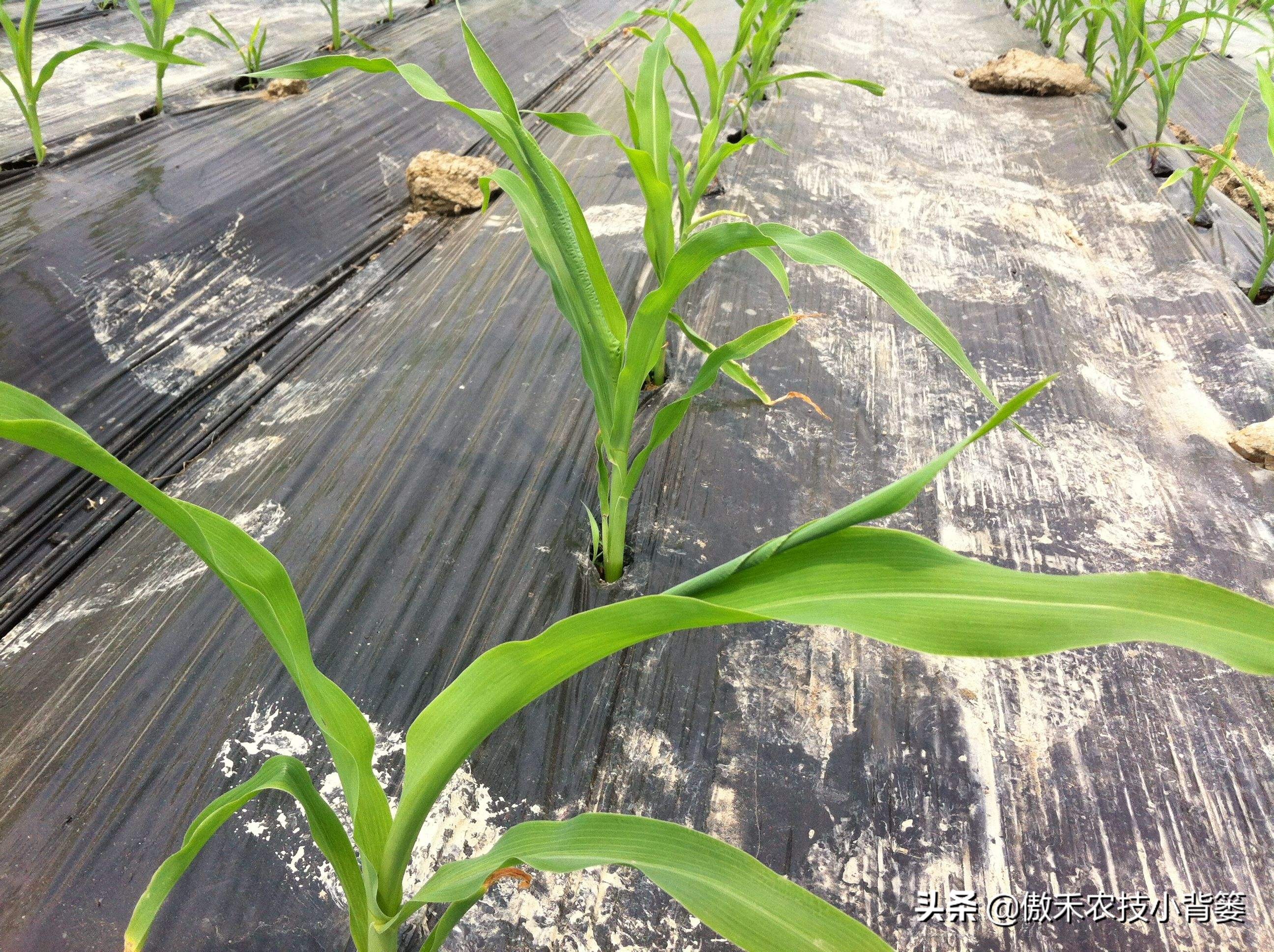 玉米根部出现畸形的原因,玉米卷叶头歪怎么办
