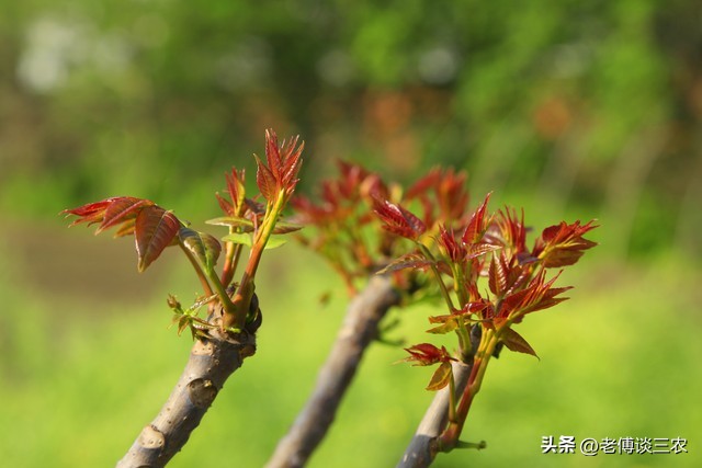 香椿现在最高卖多少钱一斤,香椿在市场上一般买多少钱一斤