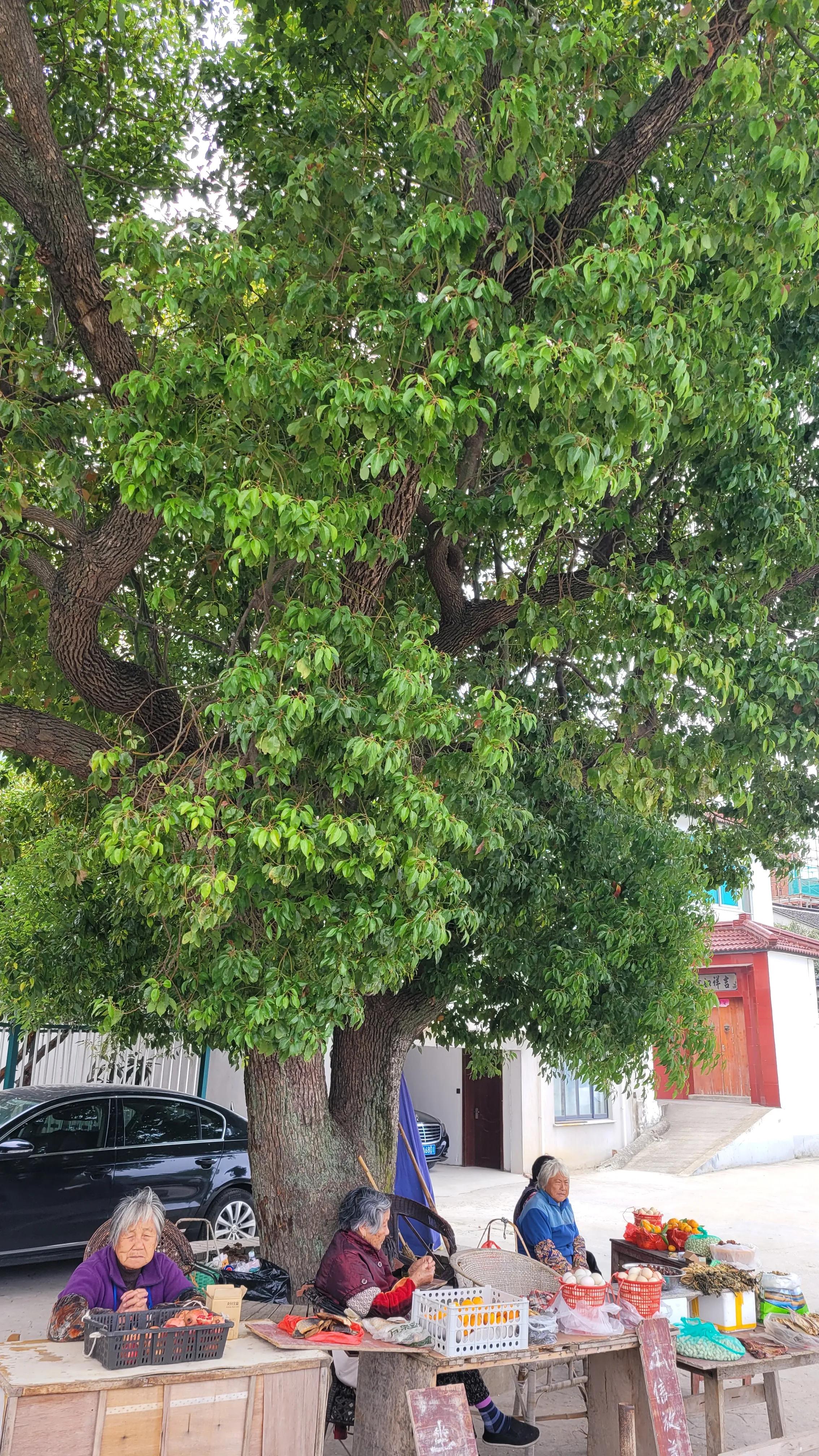 太湖东山岛十大景点,太湖七十二峰碧螺峰