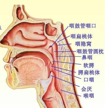 协和耳鼻喉科取鱼刺要多少钱,误吞鱼刺在咽喉多久判断没事