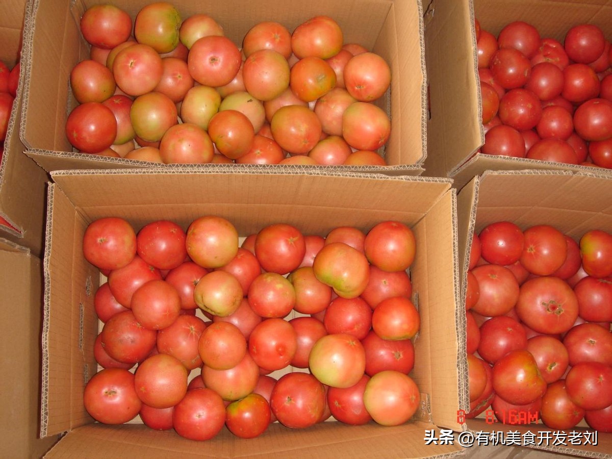 番茄怎么储存才能保持营养,番茄怎么储藏的时间长