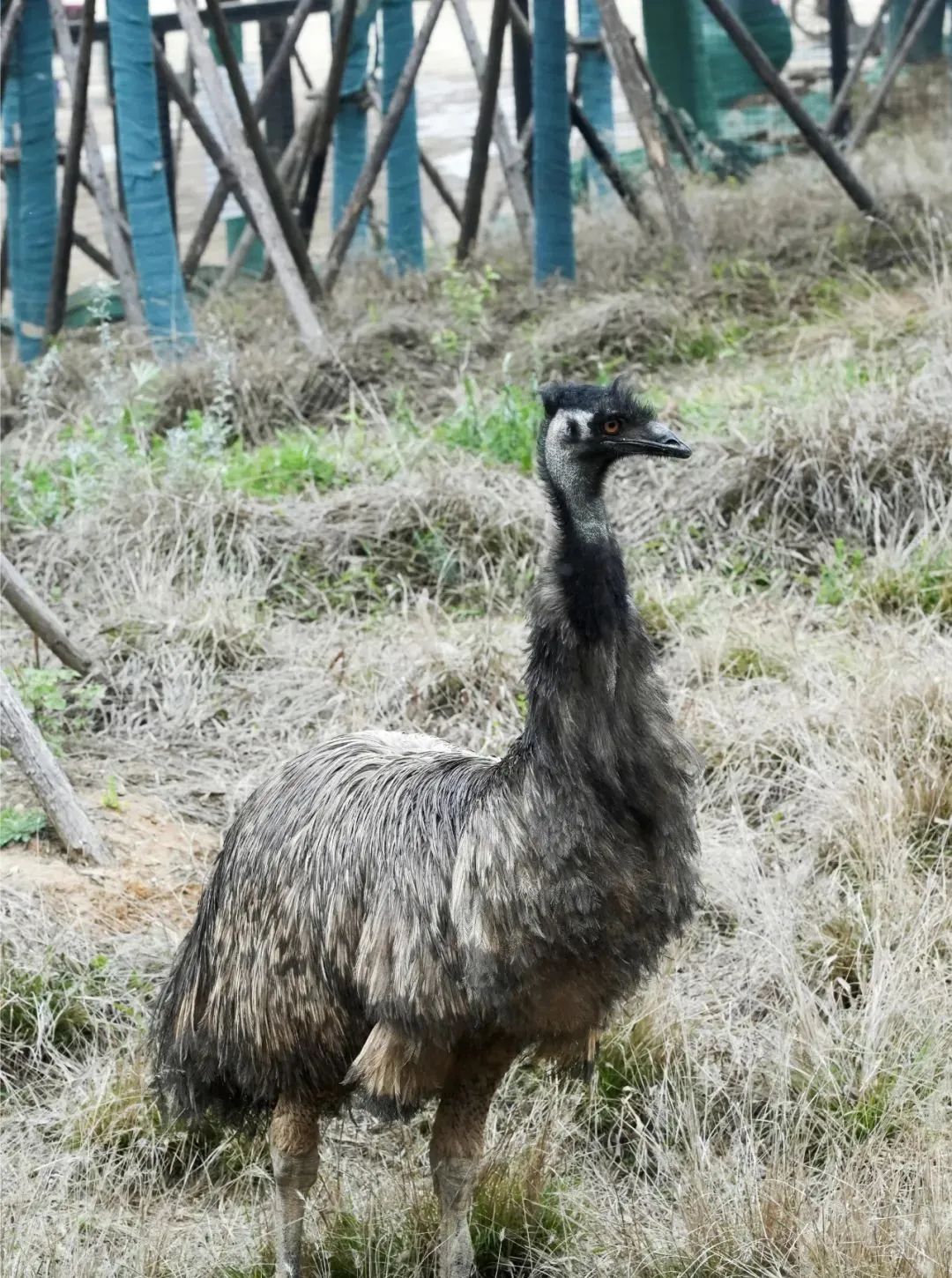 武汉动物园最新今天的消息,武汉动物园春节营业时间
