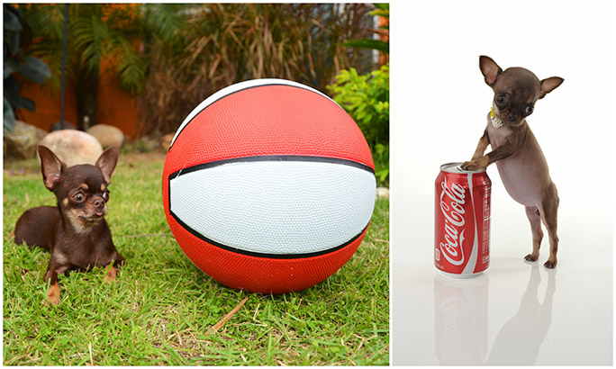 世界上最小的犬种吉娃娃,世界上最小的犬种