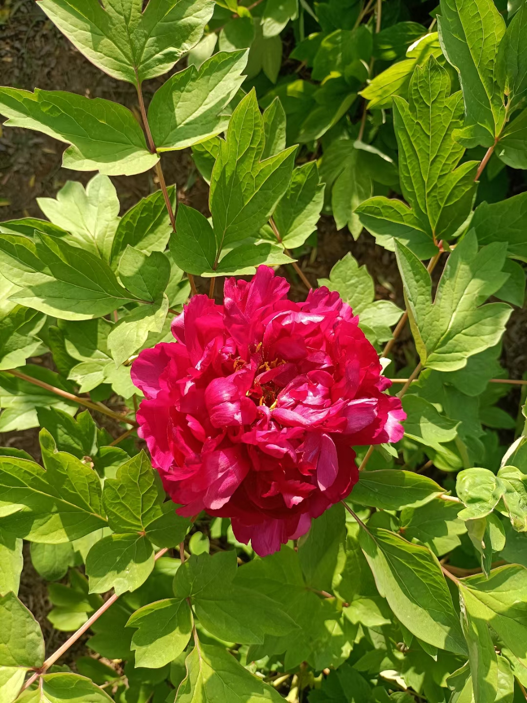 反诈电话提醒是真是假,电话智能反诈功能