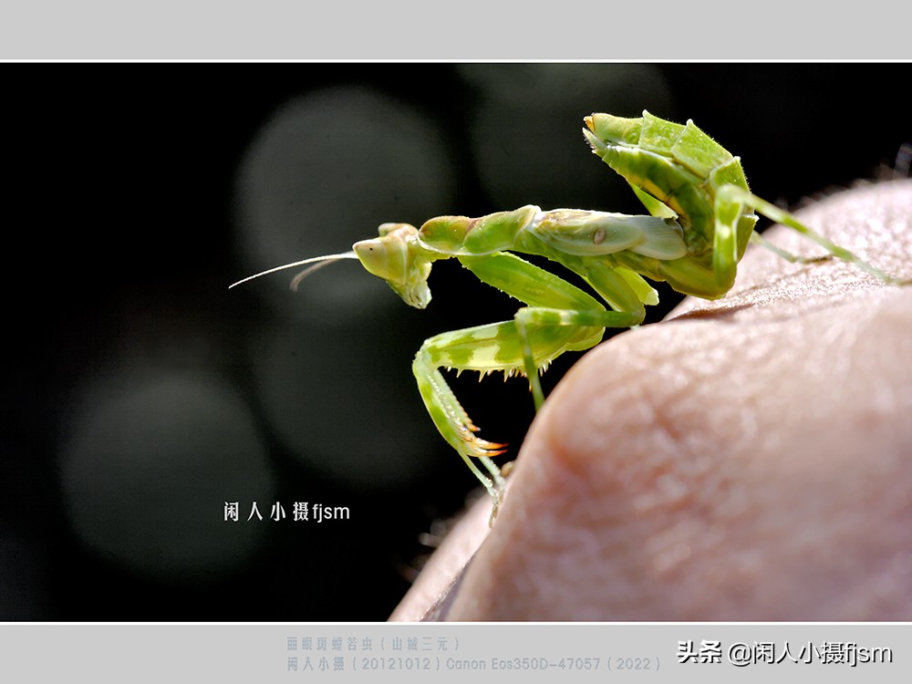 近距离拍摄昆虫小动物,常见昆虫微距摄影活动